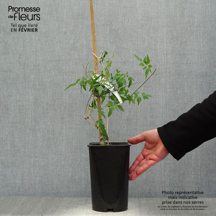 Example of Clematis napaulensis Christmas Surprise Pot van 2 l/3 l as you get in hiver