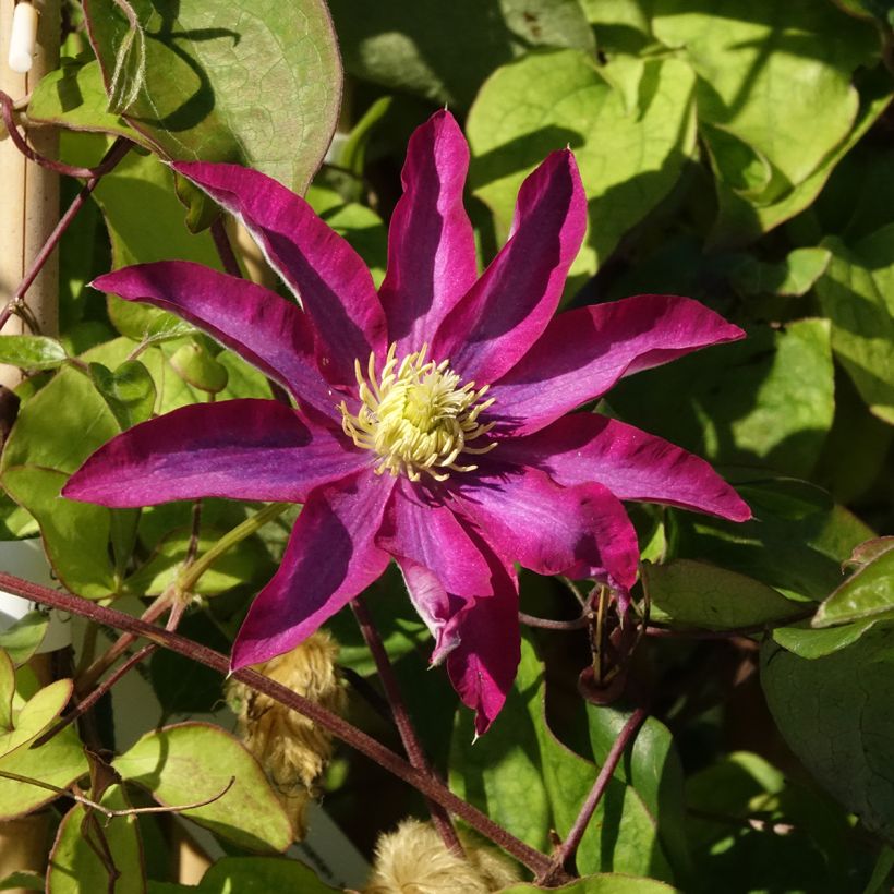 Clematis patens Abilène - Bosrank (Bloei)
