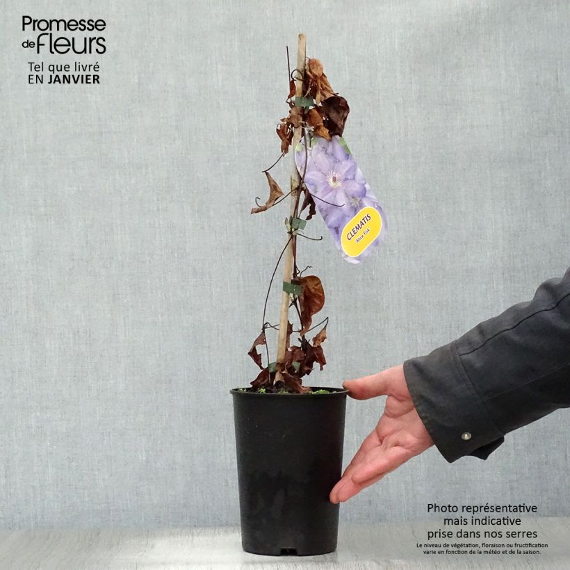 Example of Clématite - Clematis Alice Fisk Pot van 2 l/3 l as you get in hiver
