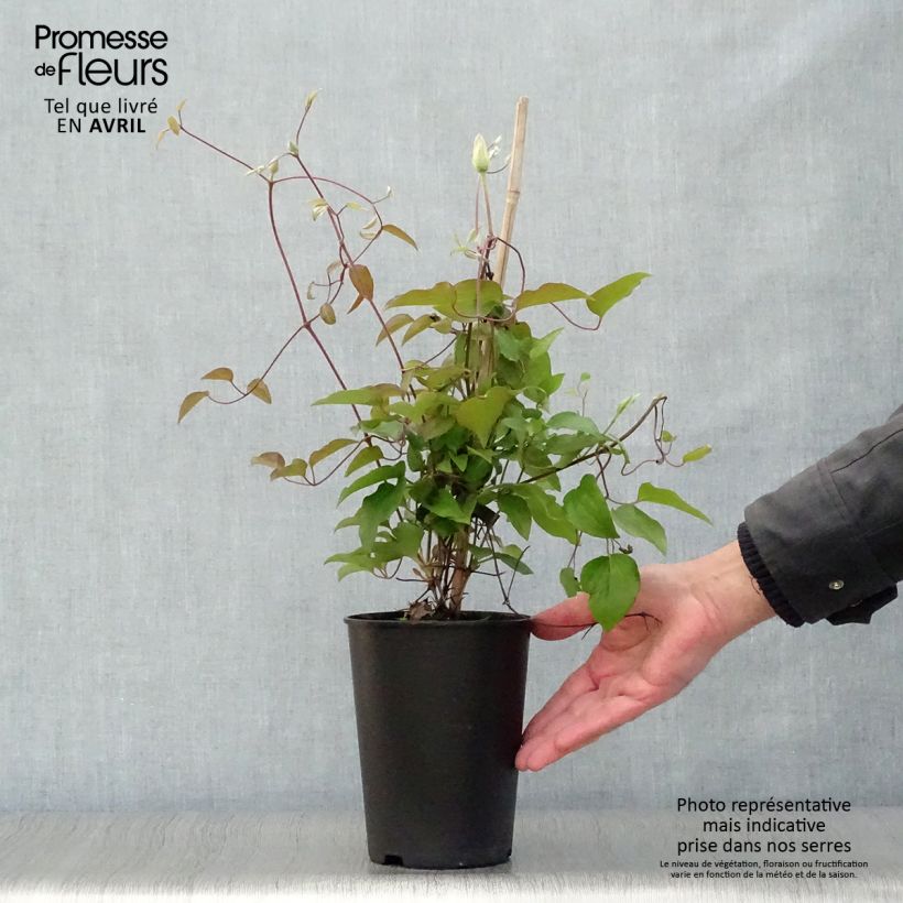 Exemplaar van Clematis Alice Fisk - Grootbloemige clematis Pot van 2 l/3 l zoals geleverd in de lente