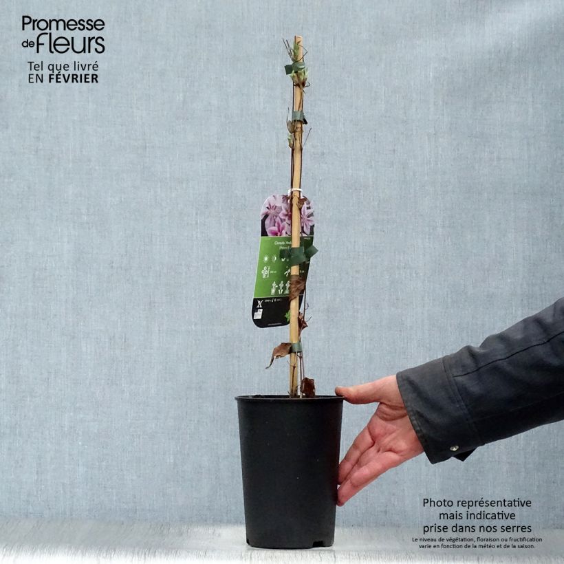 Example of Clématite - Clematis Andromeda Pot van 2 l/3 l as you get in hiver
