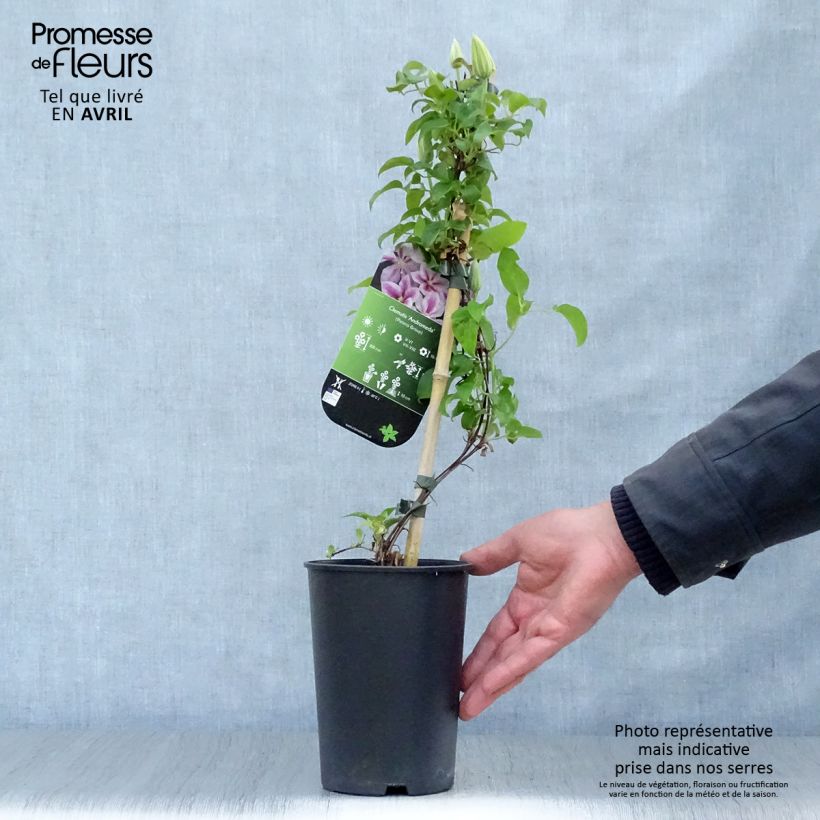 Exemplaar van Clematis patens Andromeda - Bosrank Pot van 2 l/3 l zoals geleverd in de lente