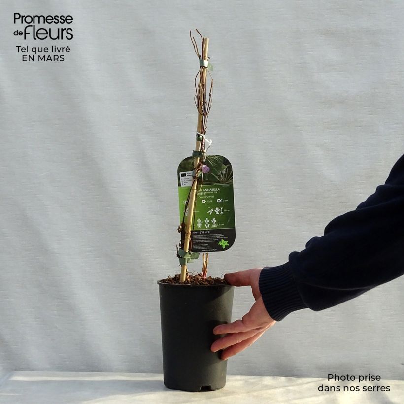 Exemplaar van Clematis Annabella - Bosrank Pot van 2 l/3 l zoals geleverd in de lente