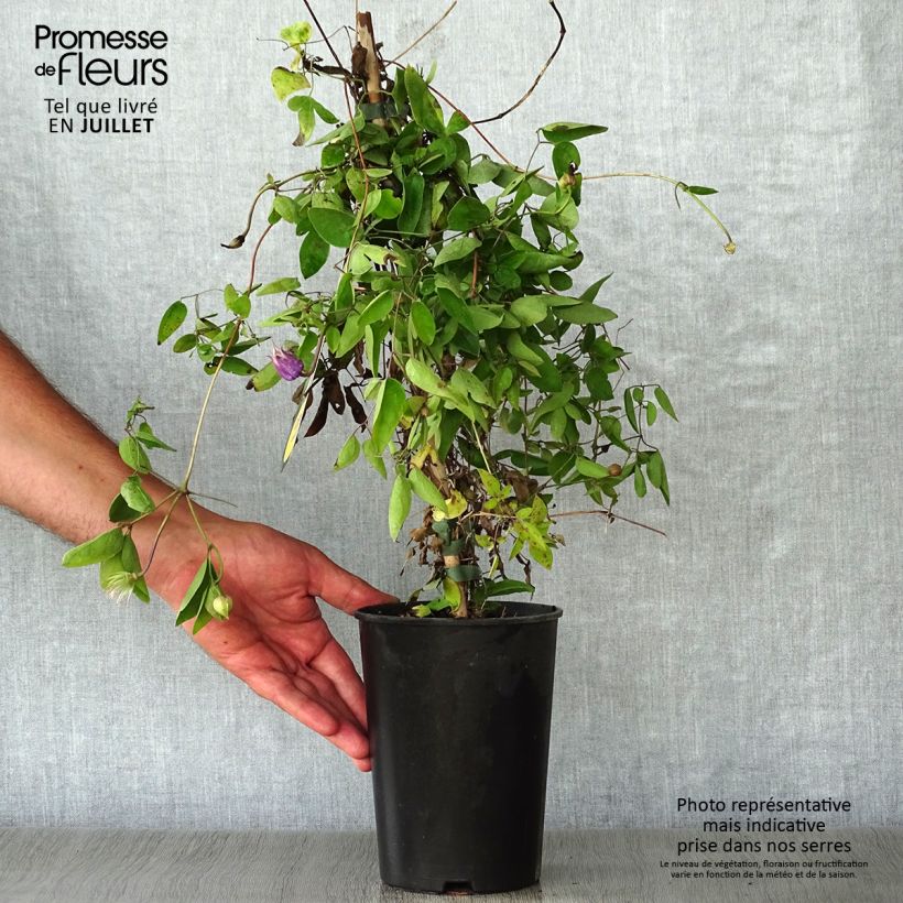 Exemplaar van Clematis Annabella - Bosrank Pot van 2 l/3 l zoals geleverd in de zomer