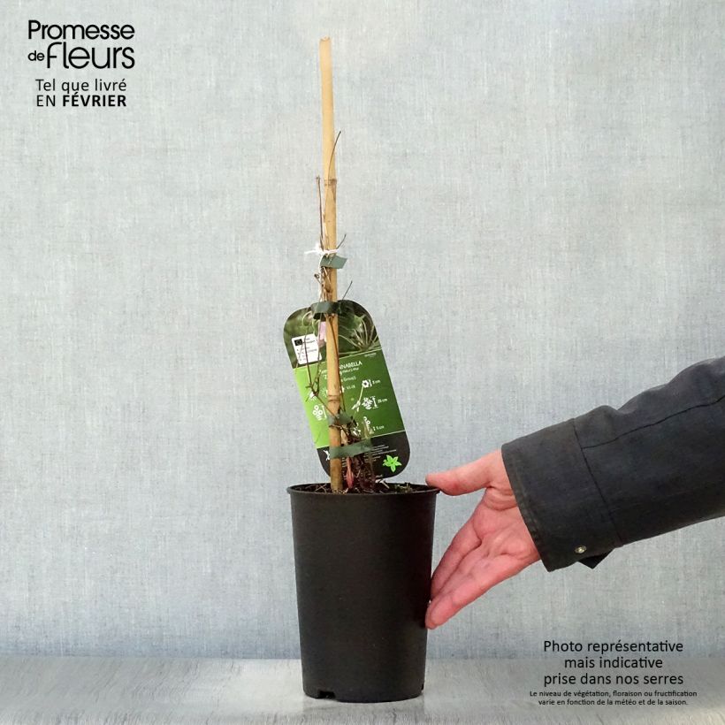 Example of Clematis Annabella - Bosrank Pot van 2 l/3 l as you get in hiver