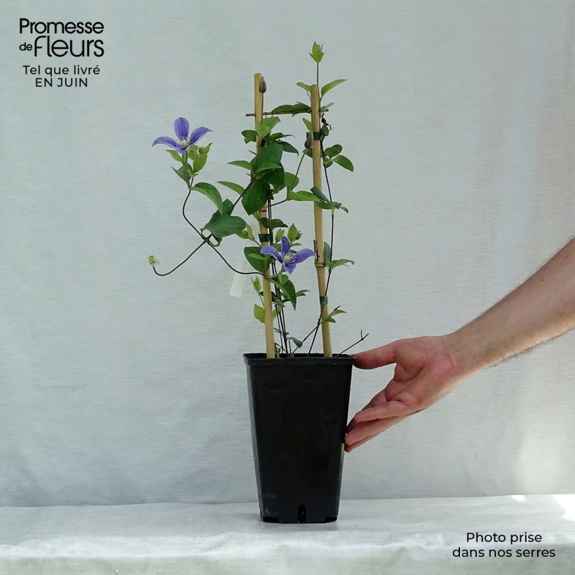 Exemplaar van Clematis diversifolia Arabella - Kleinbloemige clematis Pot van 1,5 l/2 l zoals geleverd in de zomer