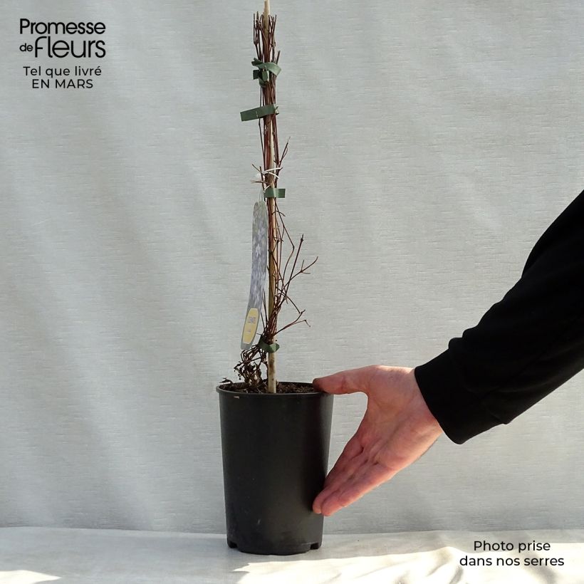 Exemplaar van Clematis diversifolia Arabella - Kleinbloemige clematis Pot van 1,5 l/2 l zoals geleverd in de lente