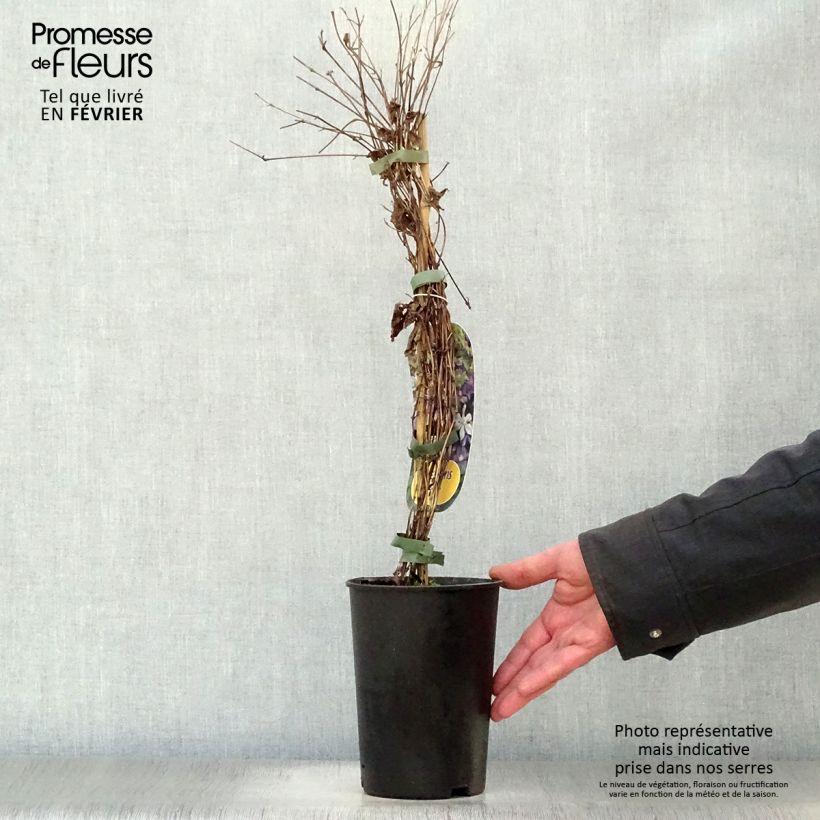 Example of Clématite - Clematis Arabella Pot van 1,5 l/2 l as you get in hiver