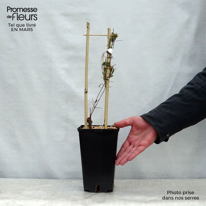 Exemplaar van Clematis Asao - Grootbloemige clematis Pot van 2 l/3 l zoals geleverd in de lente