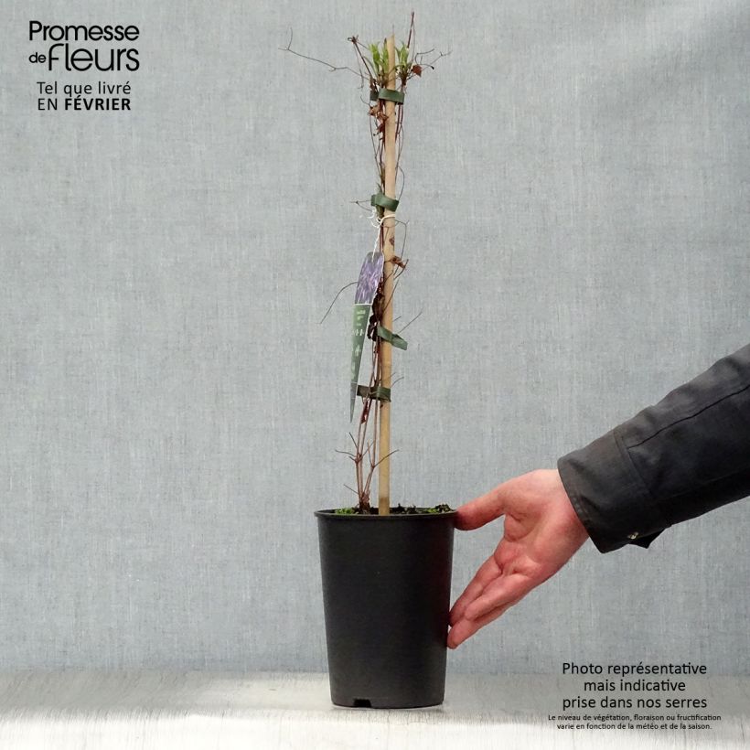 Example of Clématite - Clematis Astra Nova Pot van 2 l/3 l as you get in hiver