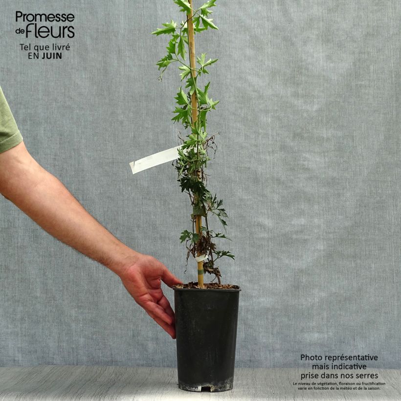 Exemplaar van Clematis Avalanche Blavaal - Bosrank Pot van 2 l/3 l zoals geleverd in de zomer