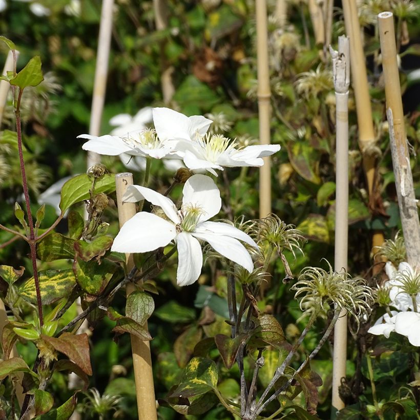 Clematis integrifolia Baby Star - Struikclematis (Bloei)