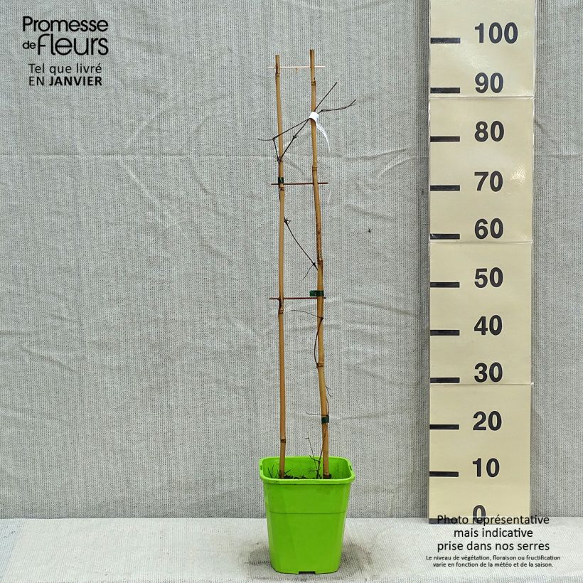 Example of Clématite - Clematis Barbara Harrington Pot van 3 l/4 l as you get in hiver