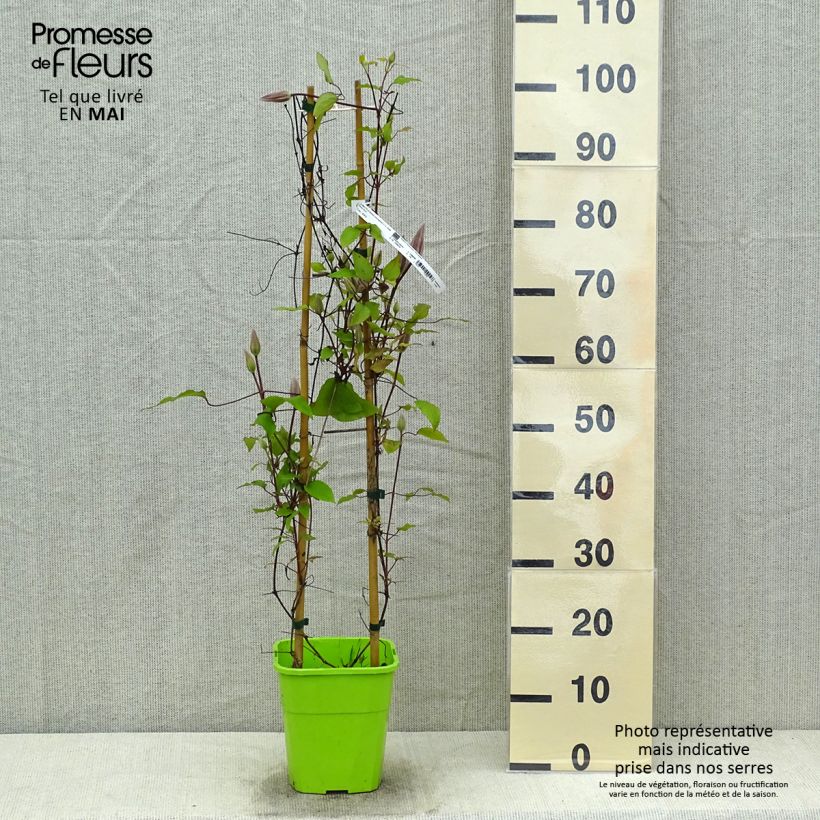 Exemplaar van Clematis Barbara Harrington - Grootbloemige clematis Pot van 3 l/4 l zoals geleverd in de lente