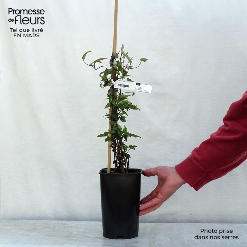 Exemplaar van Clematis Beata - Grootbloemige clematis Pot van 2 l/3 l zoals geleverd in de winter