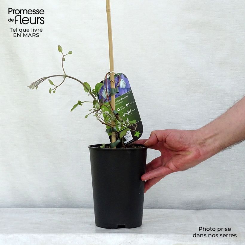 Example of Clématite - Clematis Beauty Of Worcester Pot van 1,5 l/2 l as you get in hiver