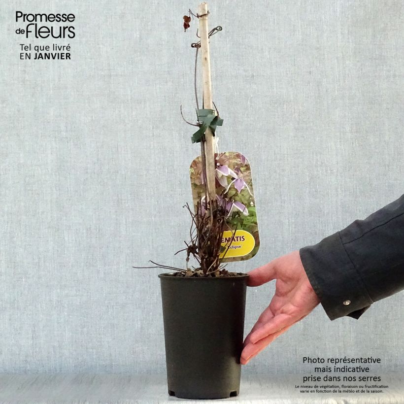 Example of Clématite - Clematis Blue Eclipse Pot van 2 l/3 l as you get in hiver