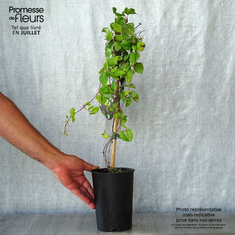 Exemplaar van Clematis patens Blue Light - Bosrank Pot van 1,5 l/2 l zoals geleverd in de zomer