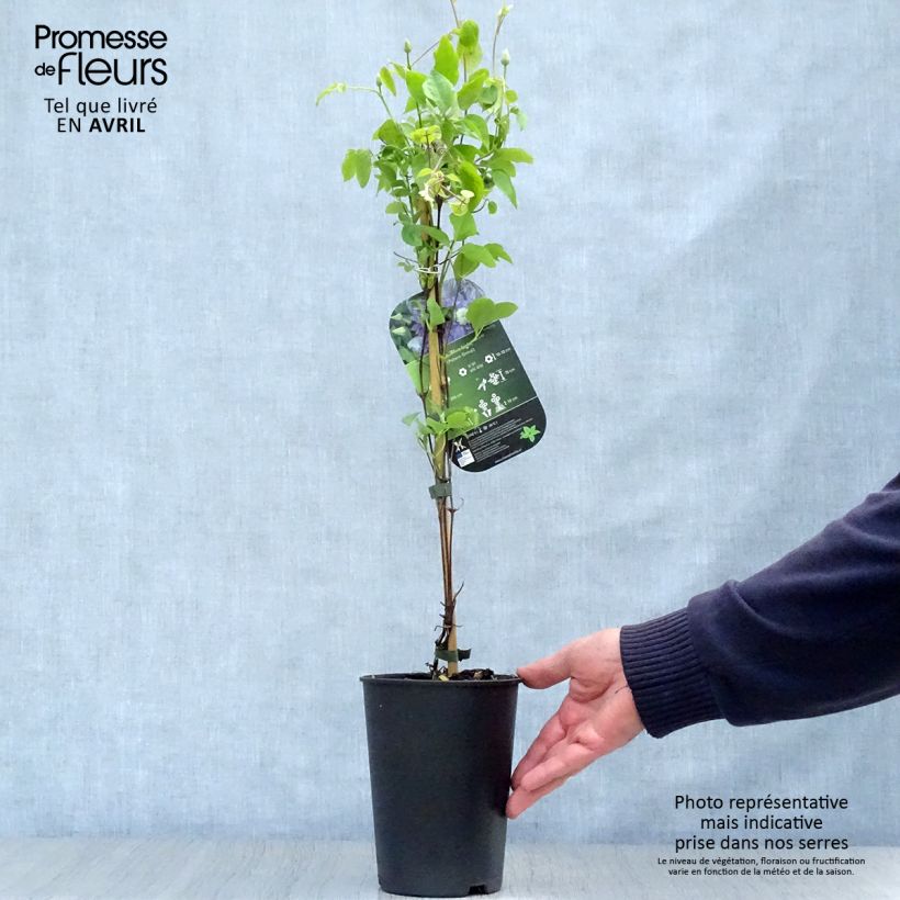 Exemplaar van Clematis patens Blue Light - Bosrank Pot van 1,5 l/2 l zoals geleverd in de lente