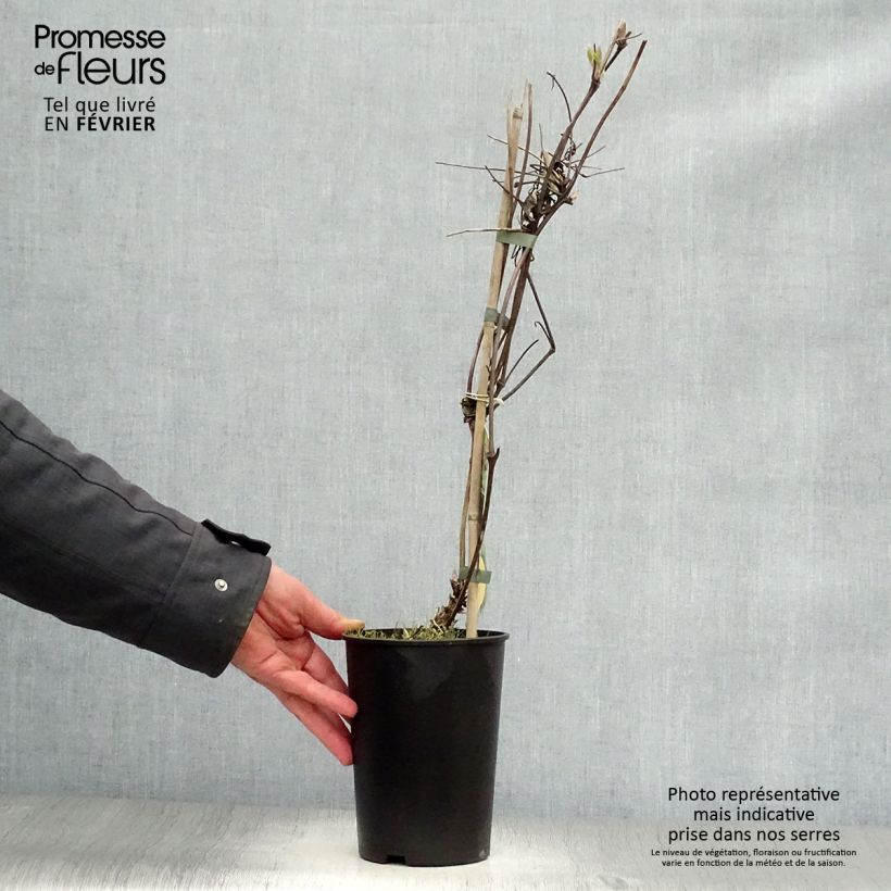 Example of Clématite - Clematis Brunette Pot van 2 l/3 l as you get in hiver