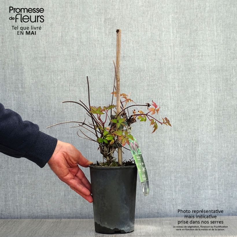 Exemplaar van Clematis Brunette - Kleinbloemige clematis Pot van 2 l/3 l zoals geleverd in de lente