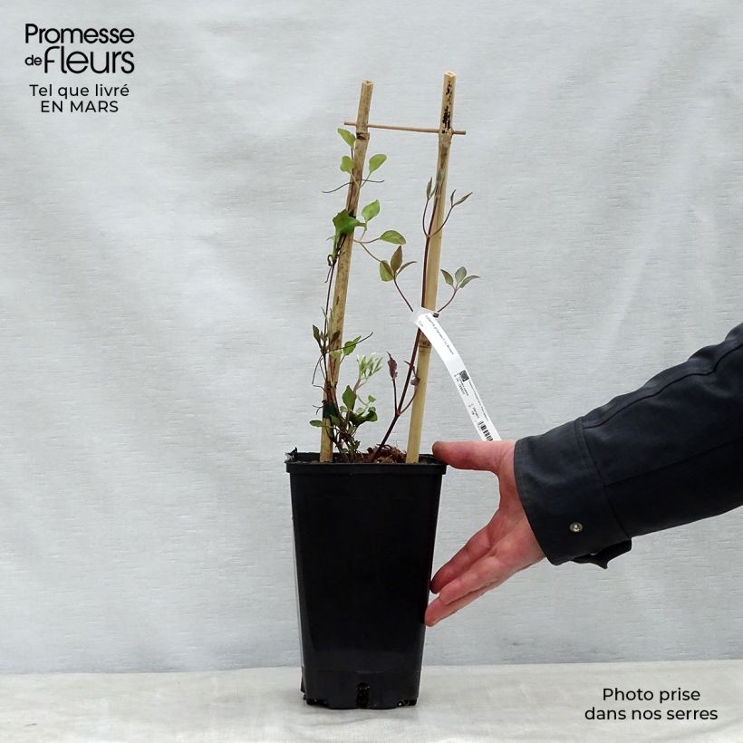 Exemplaar van Clematis Carnaby - Grootbloemige clematis Pot van 1,5 l/2 l zoals geleverd in de lente