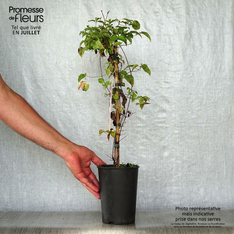 Exemplaar van Clematis patens Caroline - Bosrank Pot van 2 l/3 l zoals geleverd in de zomer