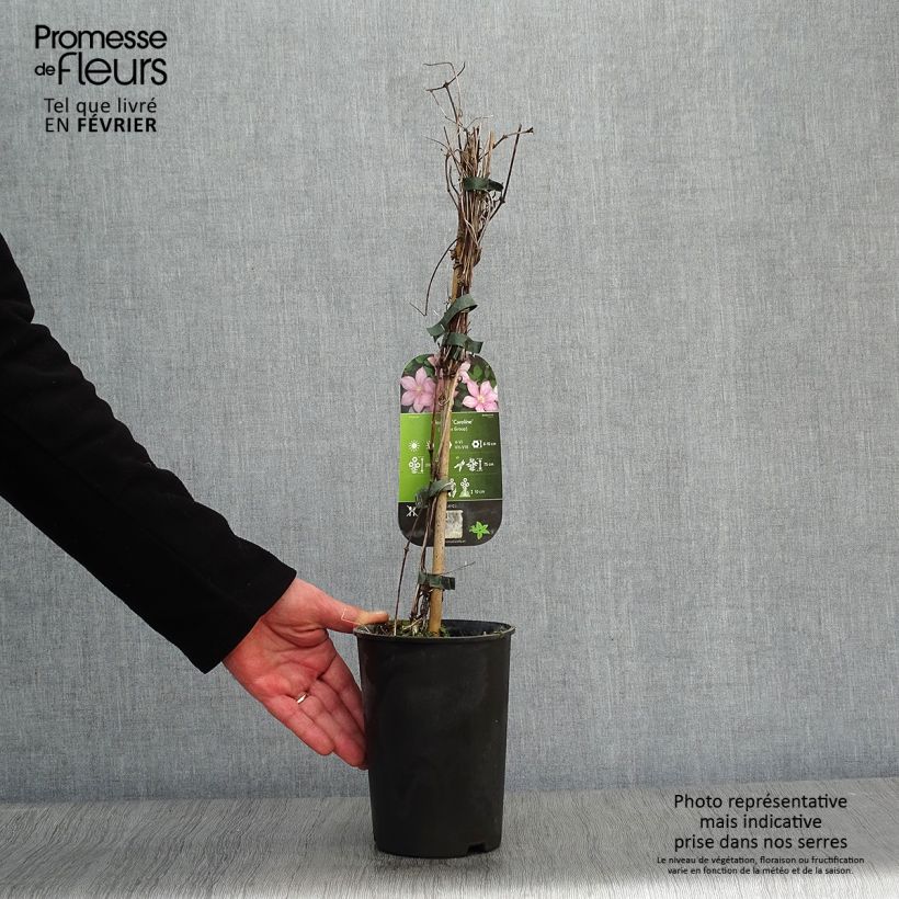 Example of Clématite - Clematis Caroline Pot van 2 l/3 l as you get in hiver