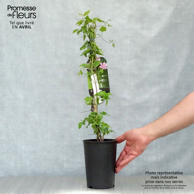 Exemplaar van Clematis patens Caroline - Bosrank Pot van 2 l/3 l zoals geleverd in de lente