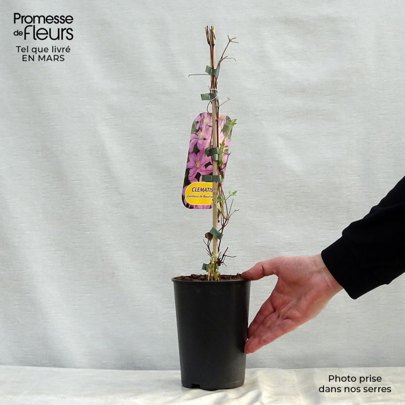 Exemplaar van Clematis patens Comtesse de Bouchaud - Bosrank Pot van 2 l/3 l zoals geleverd in de lente