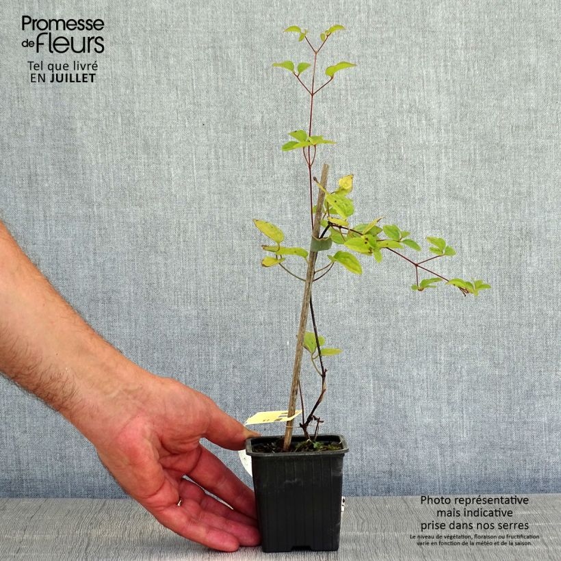 Exemplaar van Clematis patens Comtesse de Bouchaud - Bosrank Kweekpotje van 8/9 cm zoals geleverd in de zomer