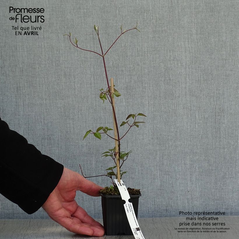 Exemplaar van Clematis patens Comtesse de Bouchaud - Bosrank Kweekpotje van 8/9 cm zoals geleverd in de lente
