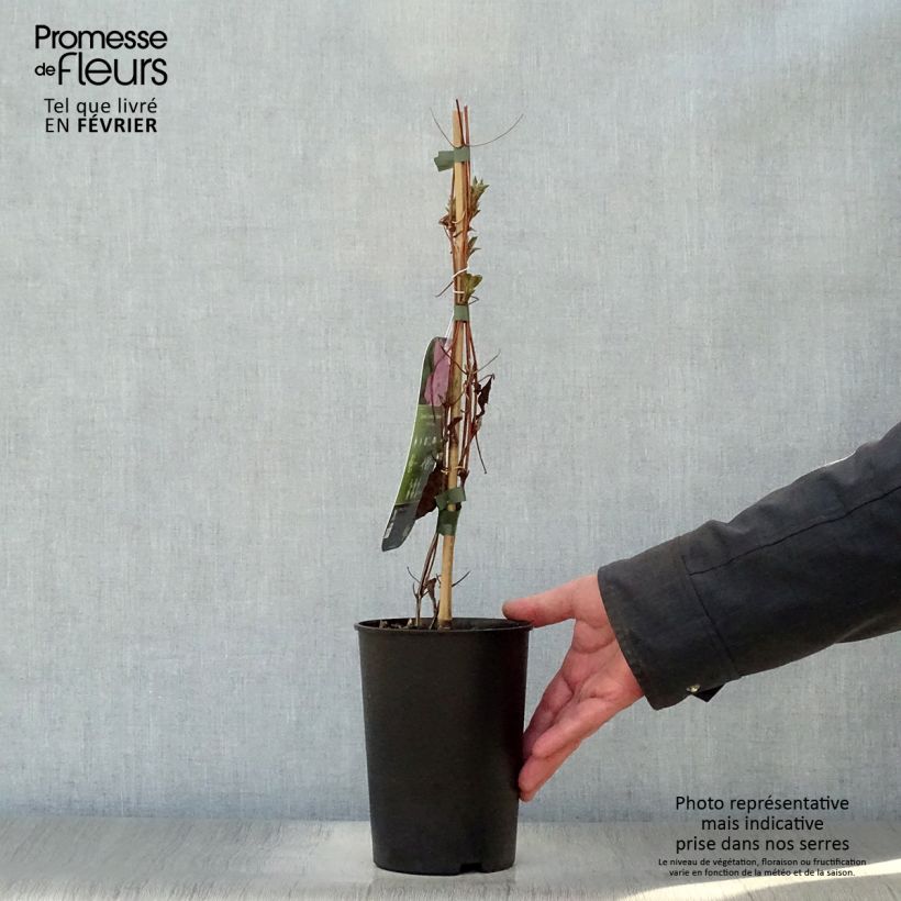 Example of Clématite - Clematis Comtesse de Bouchaud Pot van 2 l/3 l as you get in hiver