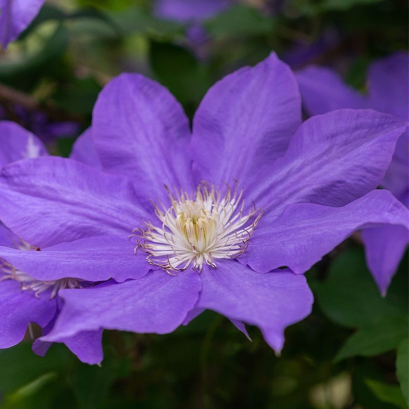 Clematis patens Couronne Royale - Bosrank (Flowering)