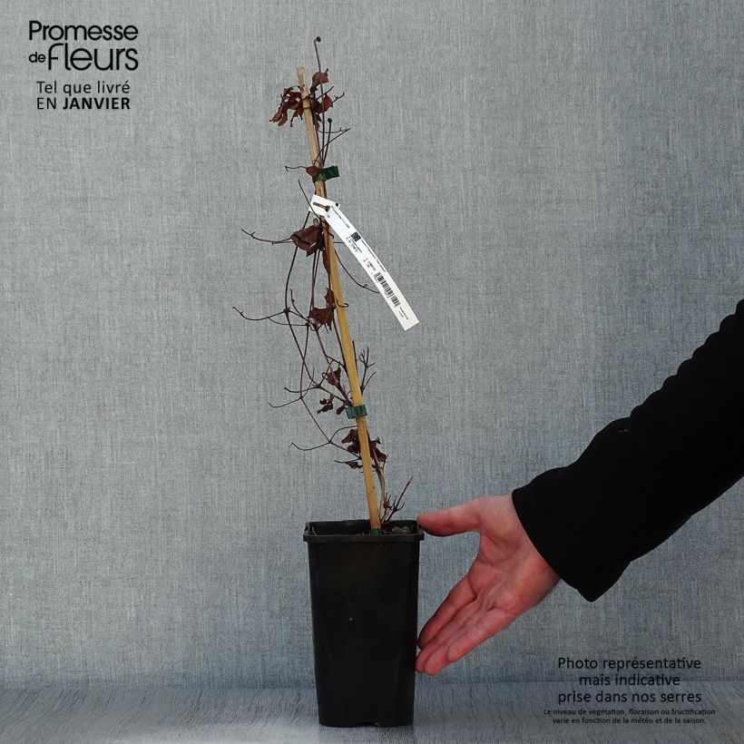 Example of Clématite - Clematis Couronne Royale (= Haku Ookan) Pot van 1,5 l/2 l as you get in hiver