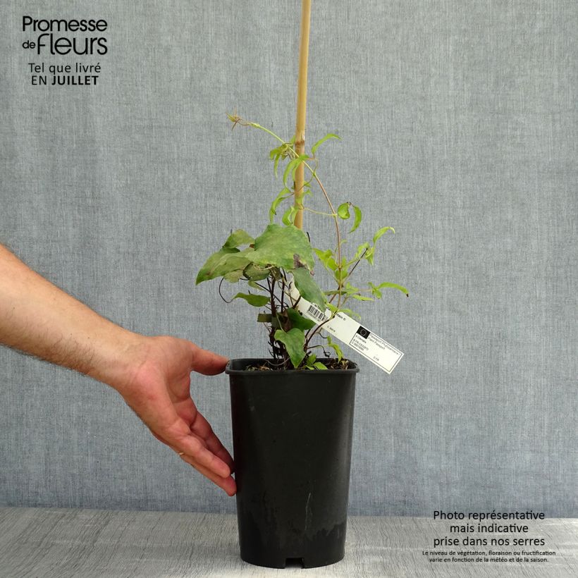 Exemplaar van Clematis patens Crystal Fountain - Bosrank Pot van 2 l/3 l zoals geleverd in de zomer