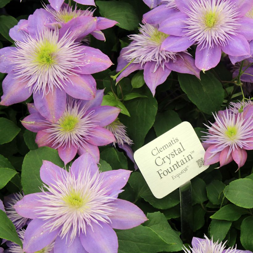 Clematis patens Crystal Fountain - Bosrank (Bloei)