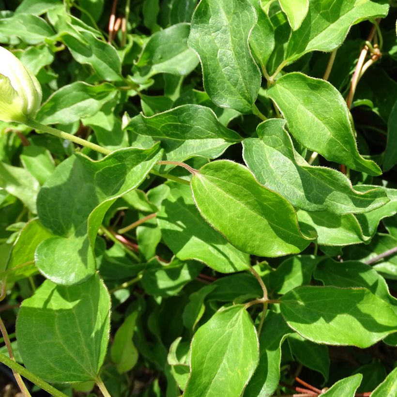 Clematis patens Dancing Dorien Zodado - Bosrank (Blad)