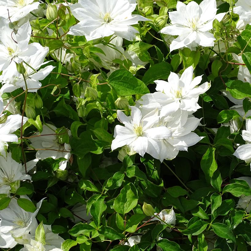 Clematis patens Dancing Dorien Zodado - Bosrank (Bloei)