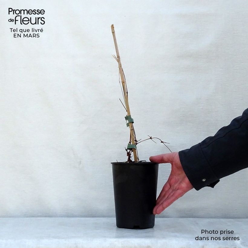 Exemplaar van Clematis patens Dancing Queen - Bosrank Pot van 2 l/3 l zoals geleverd in de lente