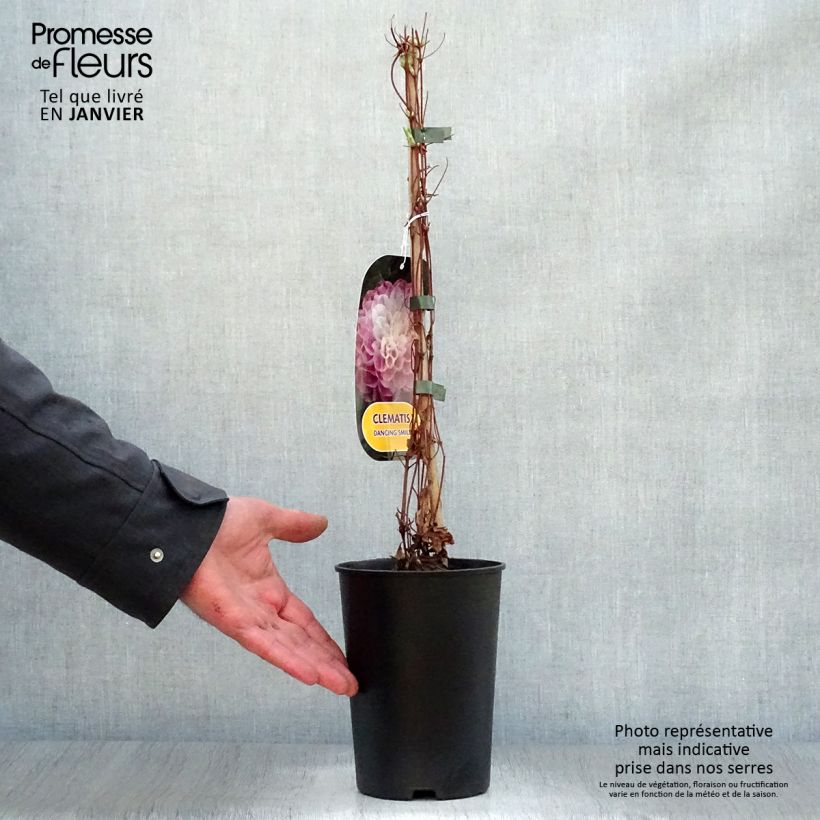 Example of Clématite - Clematis Dancing Smile Pot van 2 l/3 l as you get in hiver