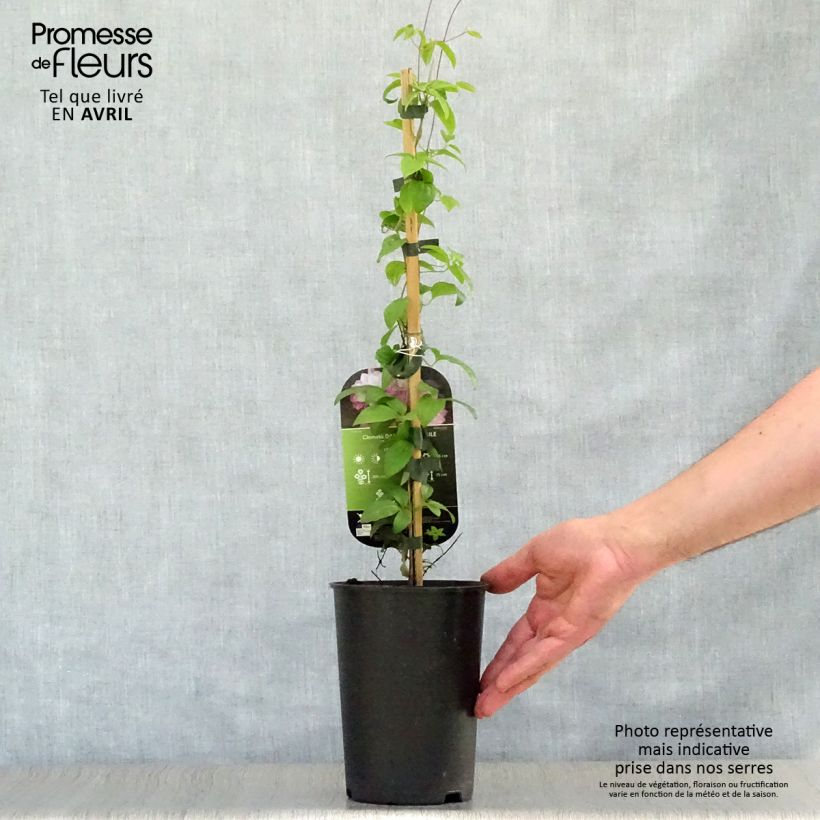 Exemplaar van Clematis patens Dancing Smile - Bosrank Pot van 2 l/3 l zoals geleverd in de lente