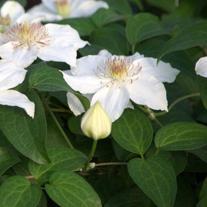Clematis Destiny - Grootbloemige clematis (Foliage)