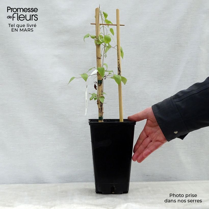 Exemplaar van Clematis Destiny - Grootbloemige clematis Pot van 1,5 l/2 l zoals geleverd in de lente