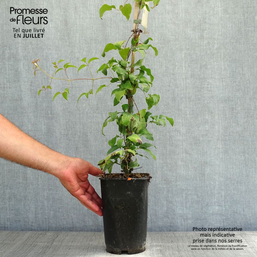 Exemplaar van Clematis patens Diamantina - Bosrank Pot van 2 l/3 l zoals geleverd in de zomer