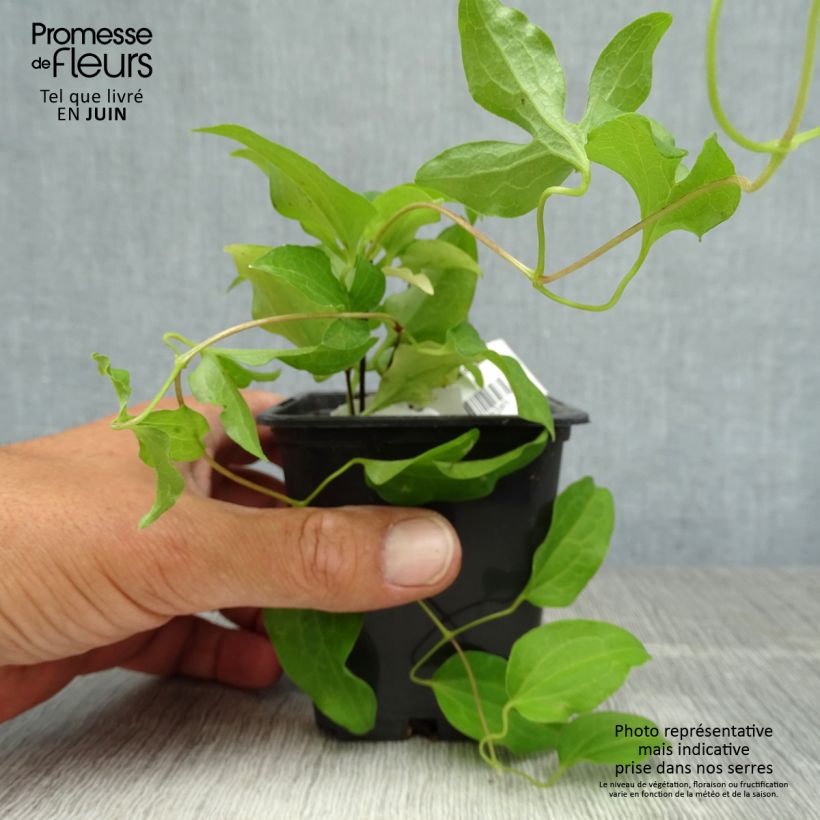 Exemplaar van Clematis patens Docteur Ruppel - Bosrank Kweekpotje van 8/9 cm zoals geleverd in de zomer