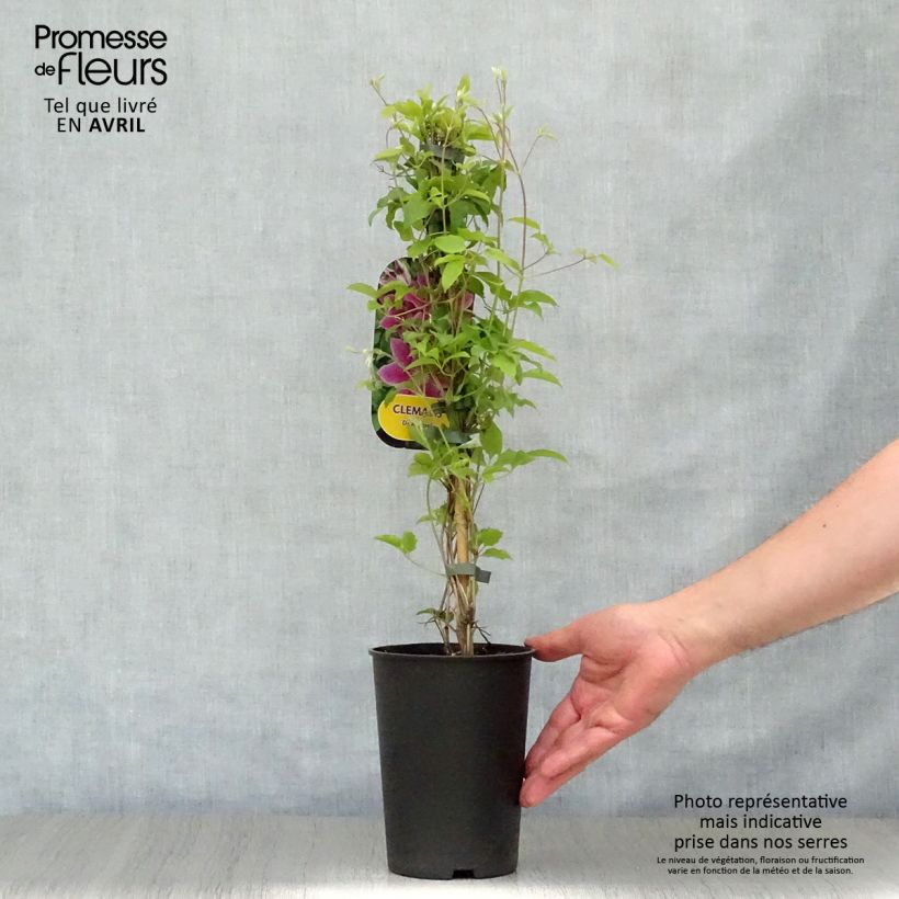 Exemplaar van Clematis patens Docteur Ruppel - Bosrank Pot van 2 l/3 l zoals geleverd in de lente