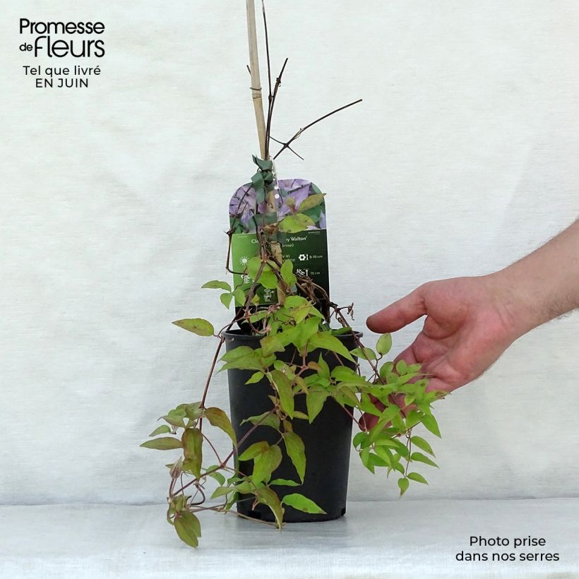 Exemplaar van Clématite - Clematis Dorothy Walton Pot de 1,5L/2L zoals geleverd in de zomer