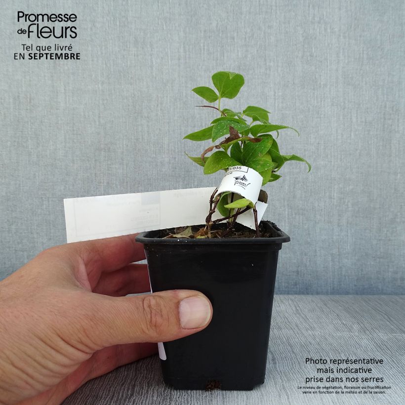 Exemplaar van Clematis patens Duchess of Edinburgh - Bosrank Kweekpotje van 8/9 cm zoals geleverd in de zomer