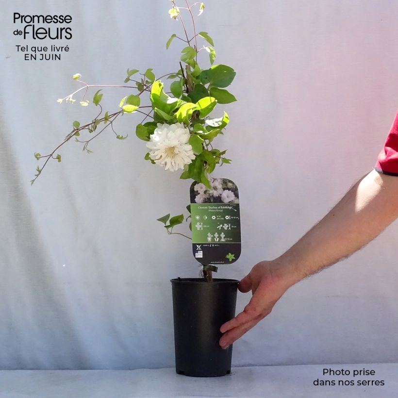 Exemplaar van Clematis patens Duchess of Edinburgh - Bosrank Pot van 2 l/3 l zoals geleverd in de zomer